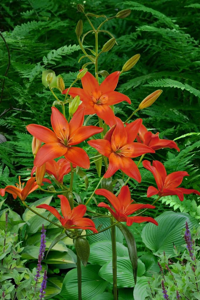 Lilium Mandarin Star
