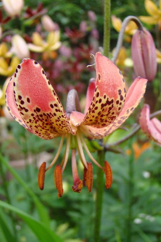 Lilium Manitoba Morning