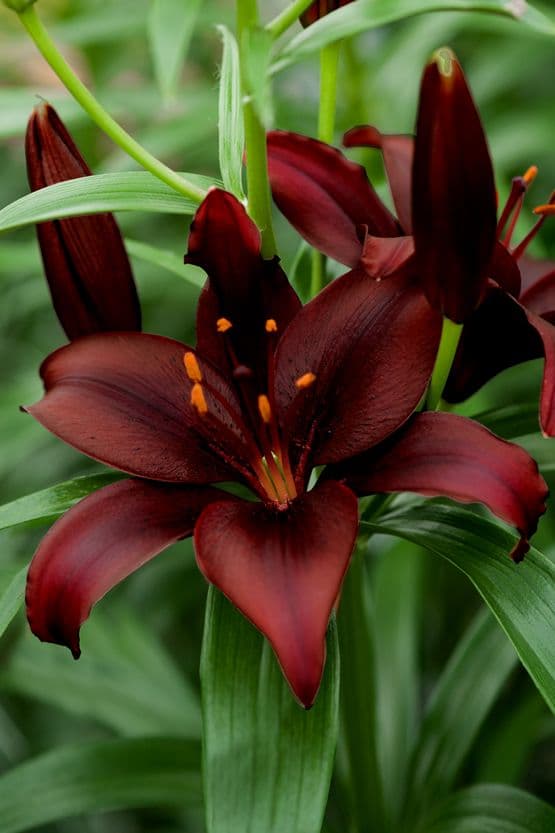 Lilium Mapira
