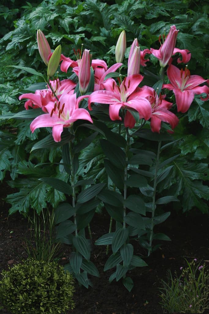 Lilium Meridon