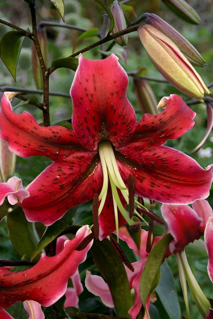 Lilium Miss Feya