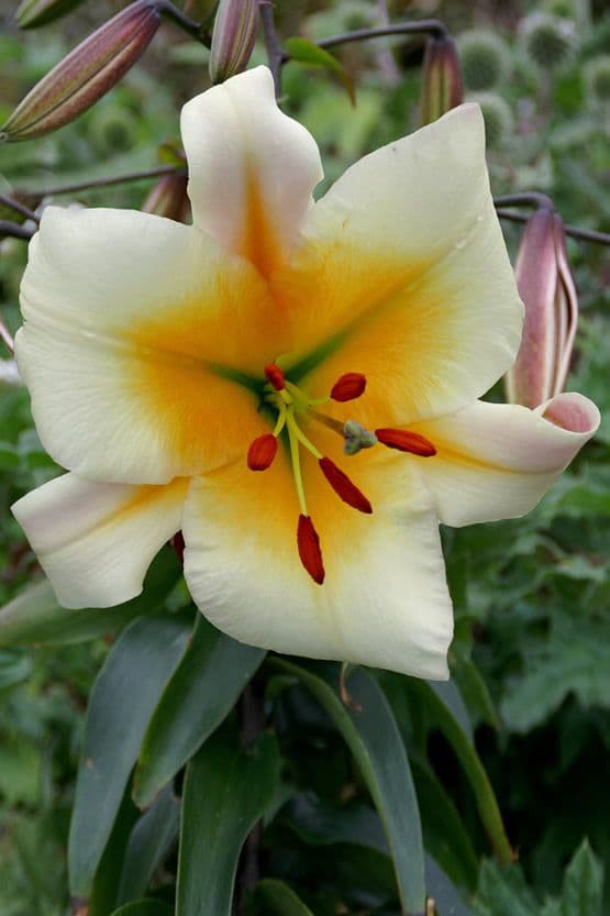 Lilium Miss Peculiar