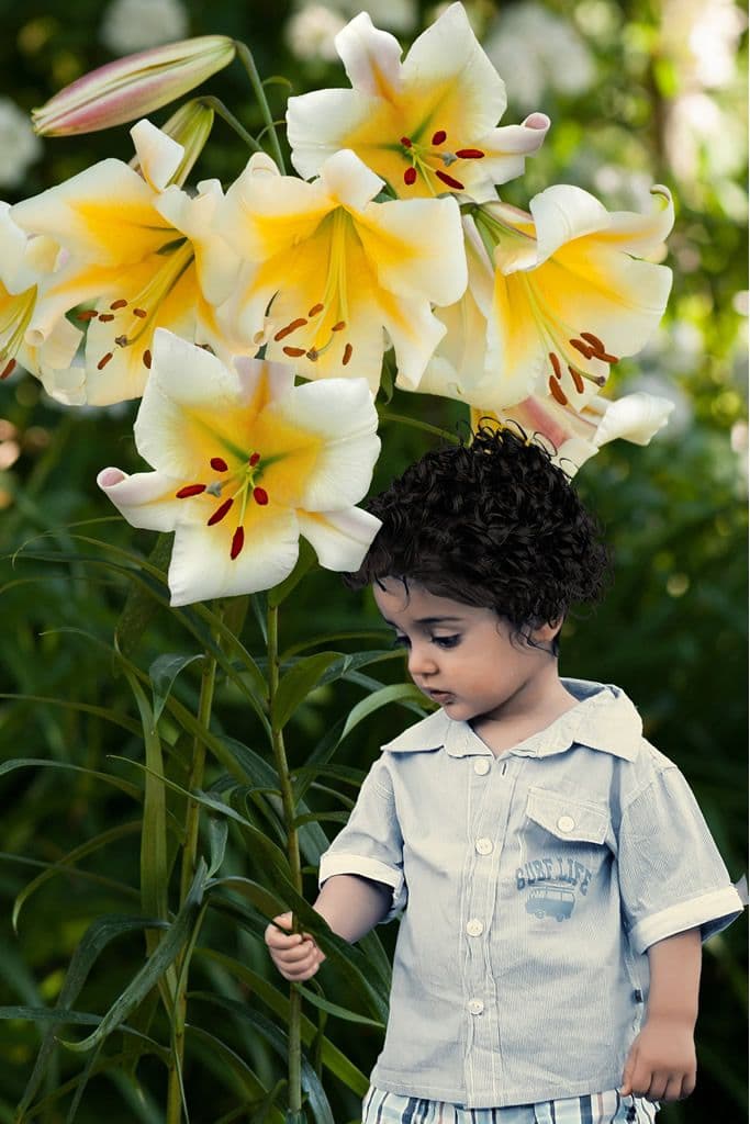 Lilium Miss Peculiar