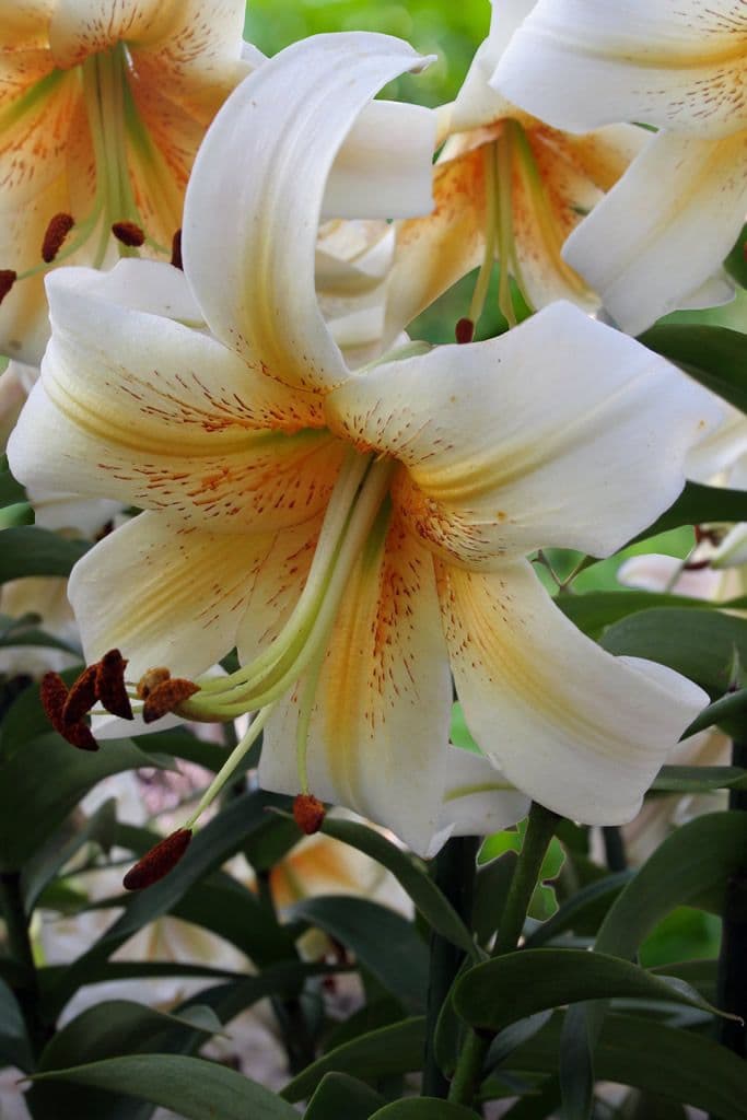 Lilium Mister Cas