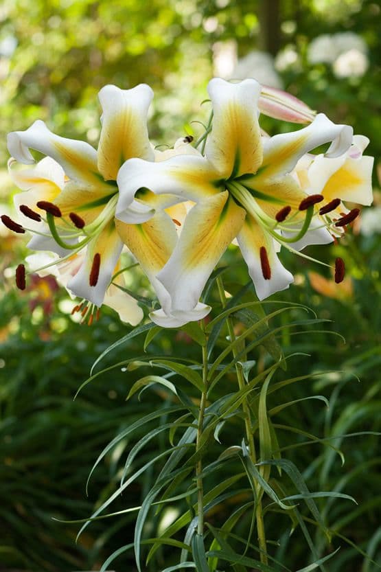 Lilium Mister Pistache