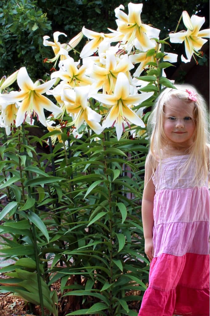 Lilium Mister Pistache