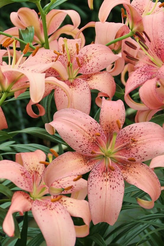 Lilium Morpho Pink
