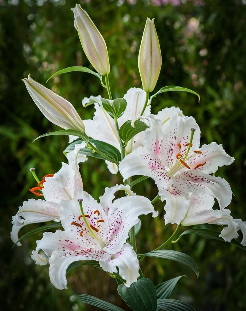 Lilium Muscadet