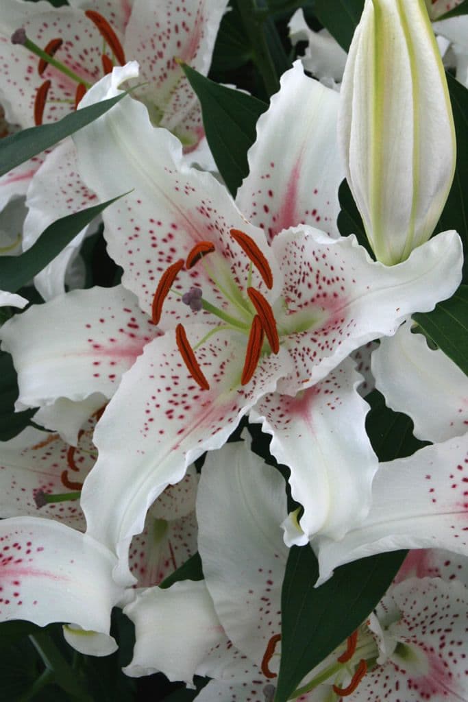 Lilium Muscadet