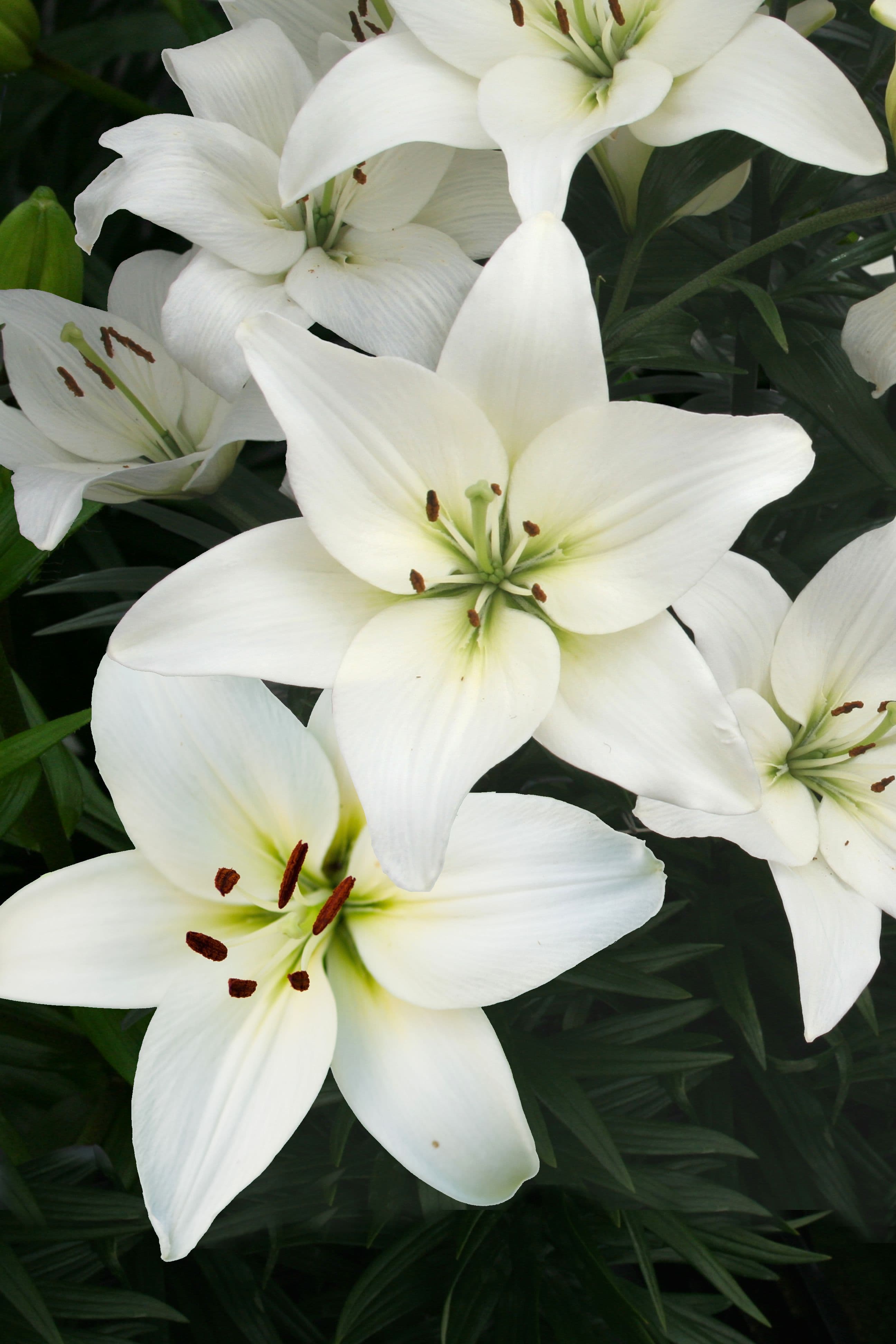 Lilium Navona