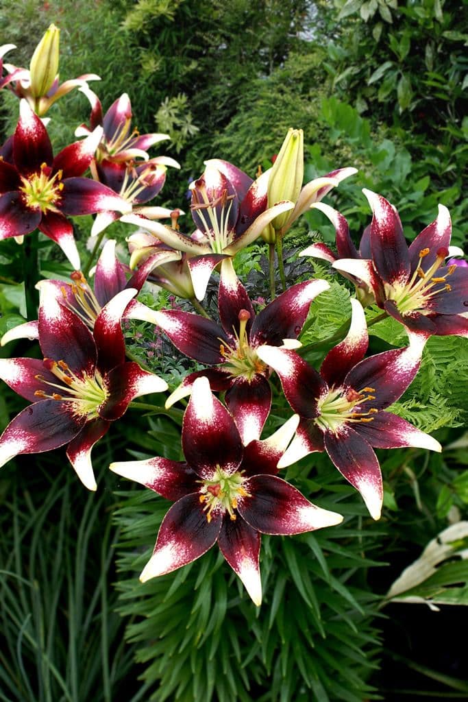 Lilium Netty's Pride