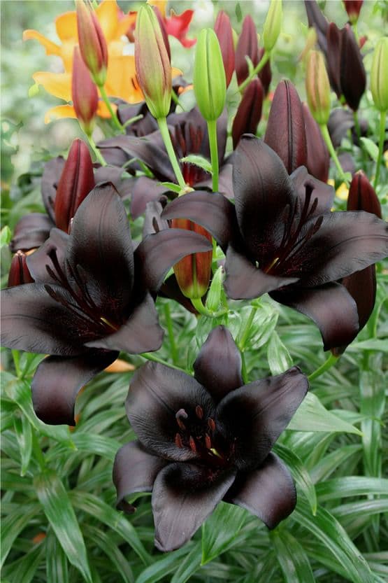 Lilium Nightrider