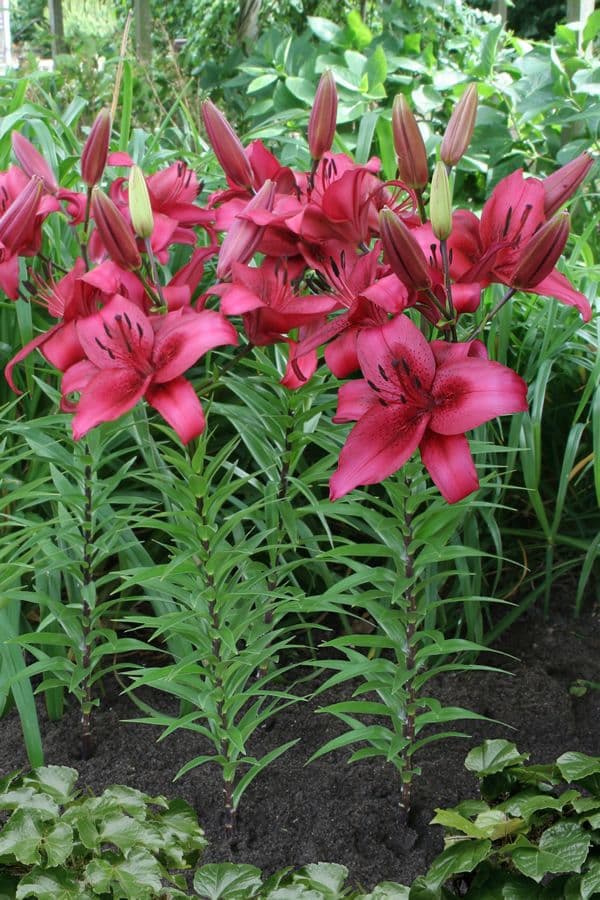 Lilium November Rain