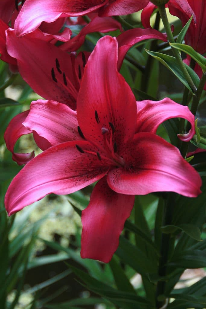 Lilium November Rain