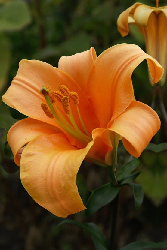 Lilium Orange Planet