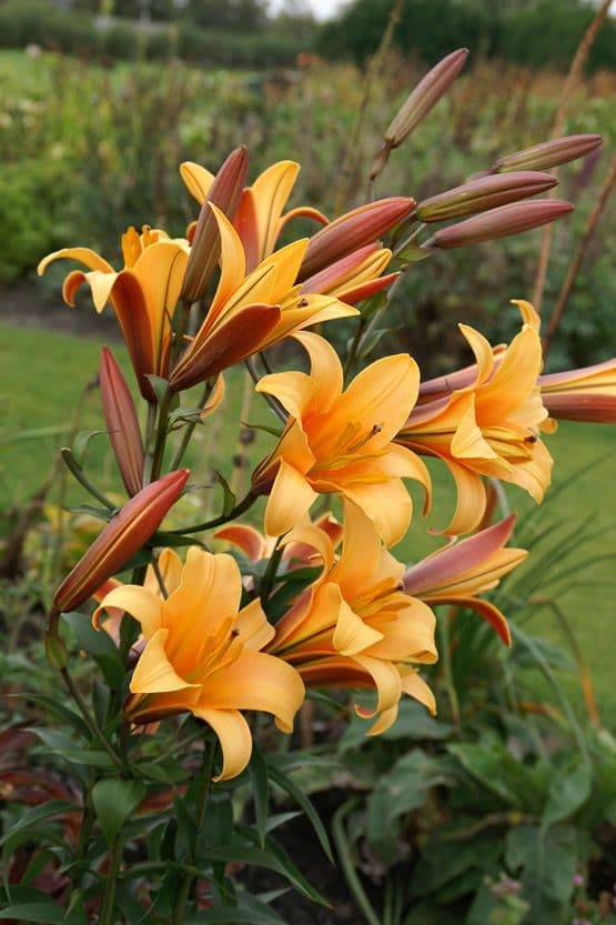 Lilium Orange Planet