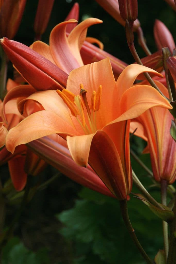 Lilium Orange Planet