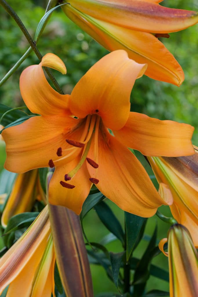 Lilium Orange Space
