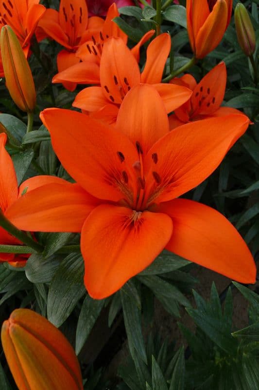 Lilium Orange Summer