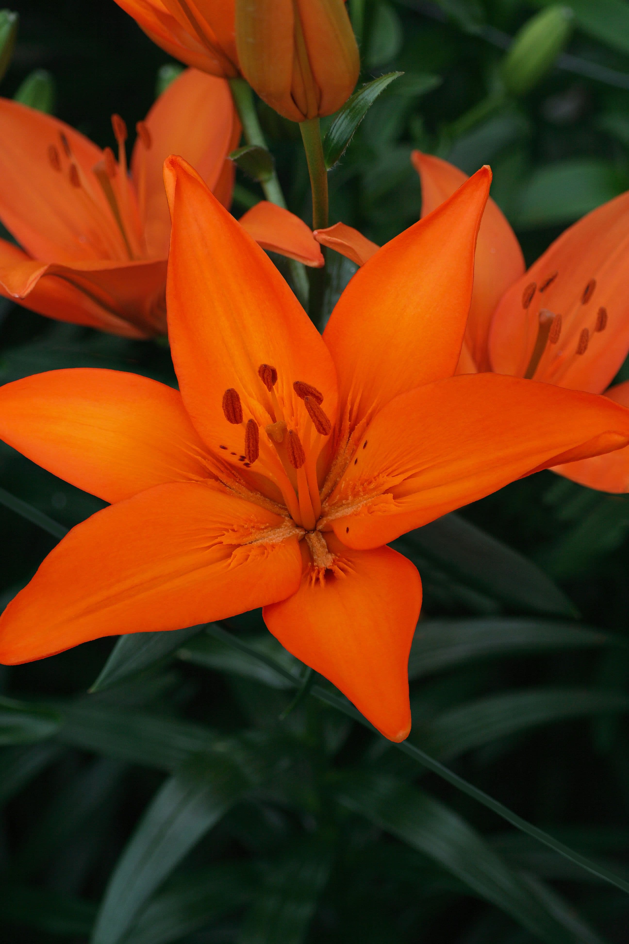 Lilium Orange Ton