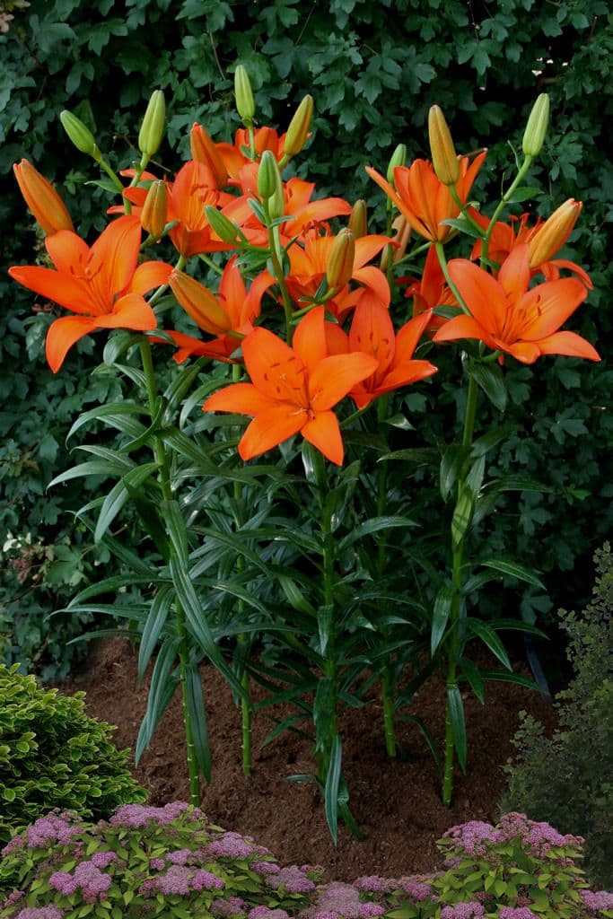 Lilium Orange Ton