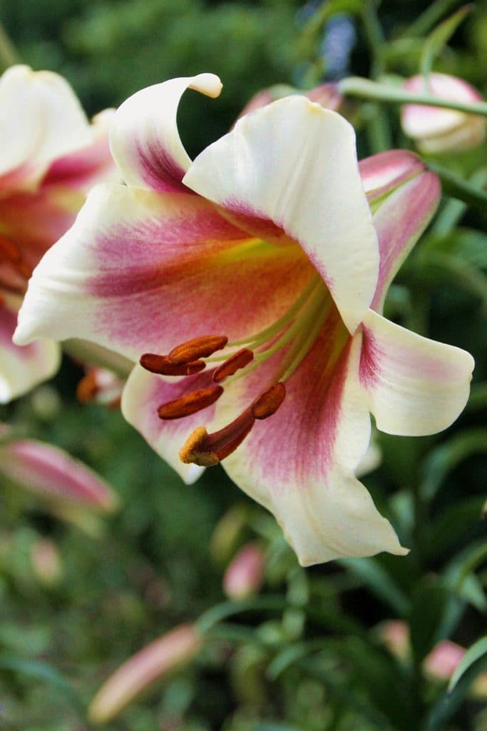 Lilium Passion Moon