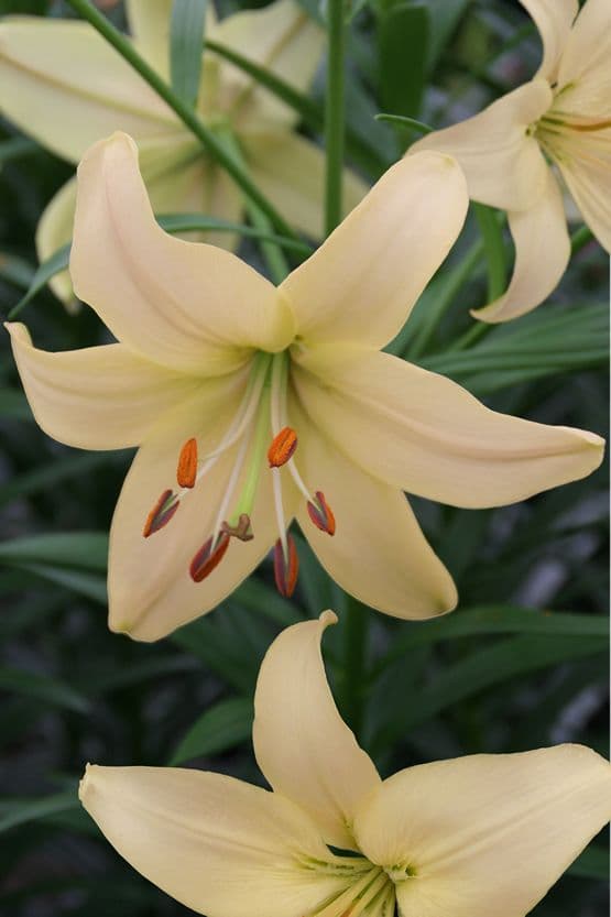 Lilium Pearl Frances