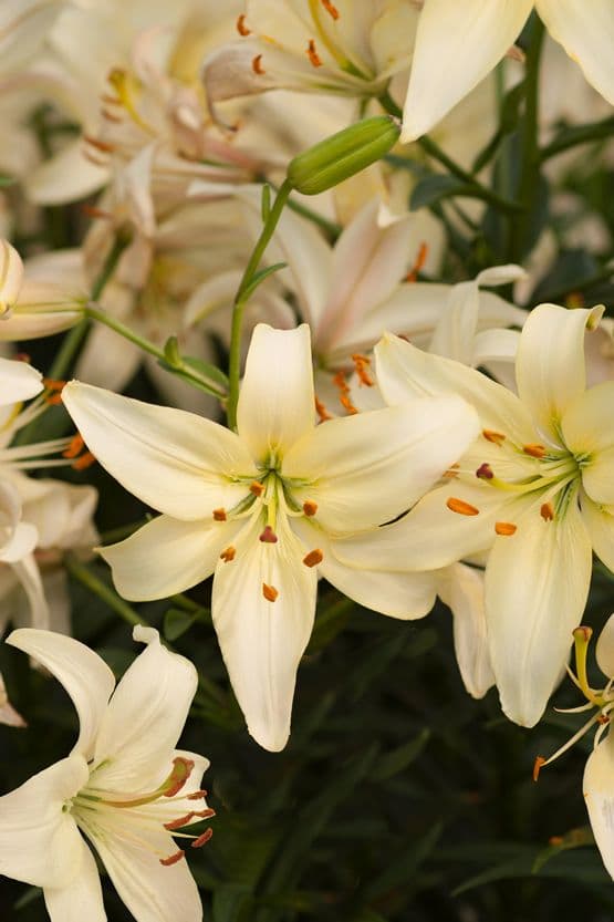 Lilium Pearl Frances