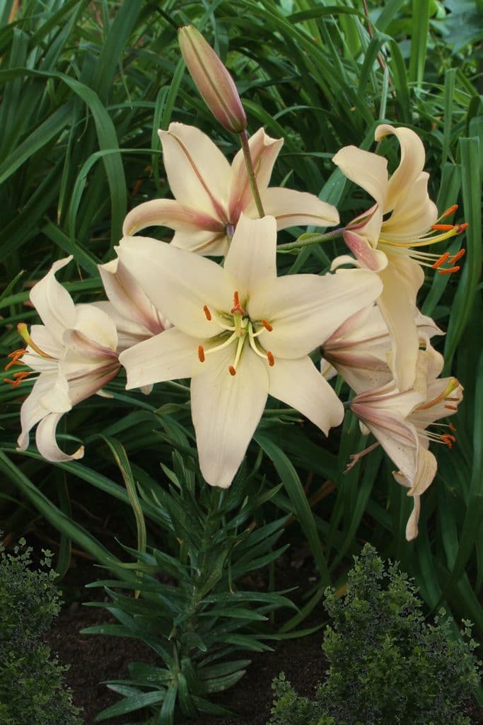 Lilium Pearl Frances