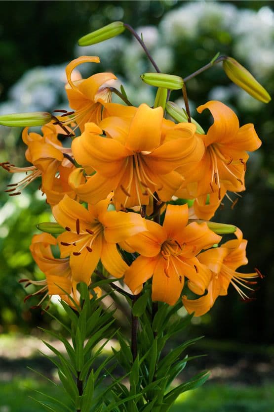 Lilium Pearl Justien