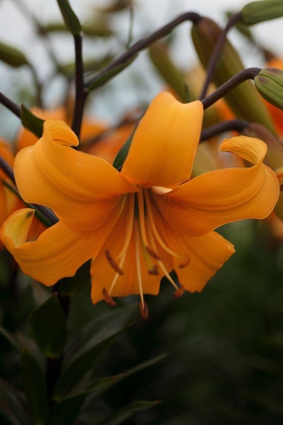 Lilium Pearl Justien