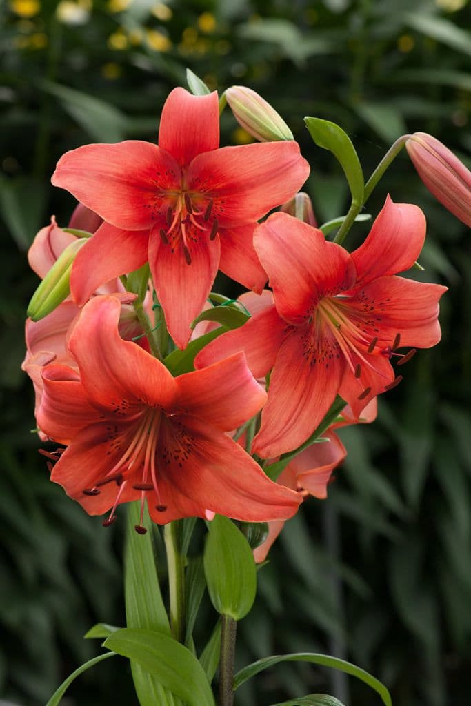 Lilium Pearl Loraine