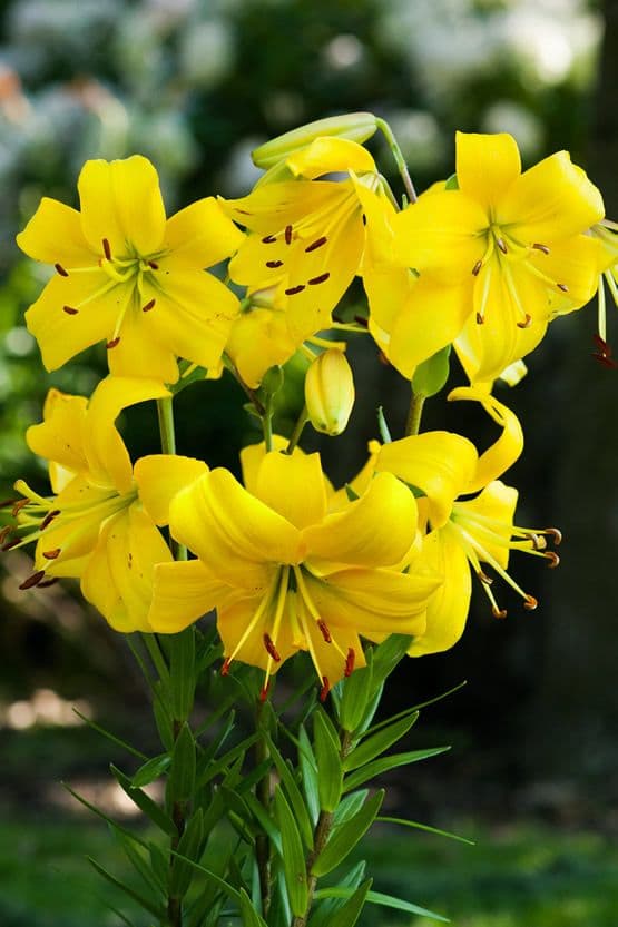 Lilium Pearl Melanie