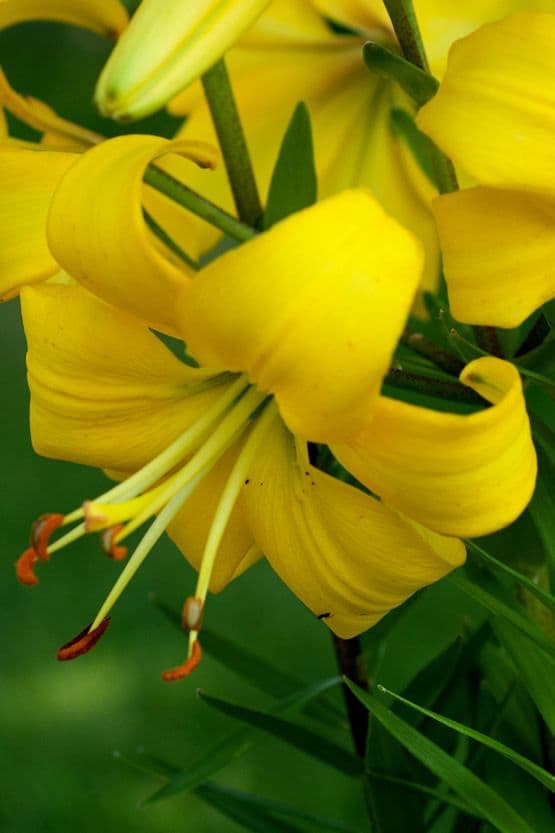 Lilium Pearl Melanie