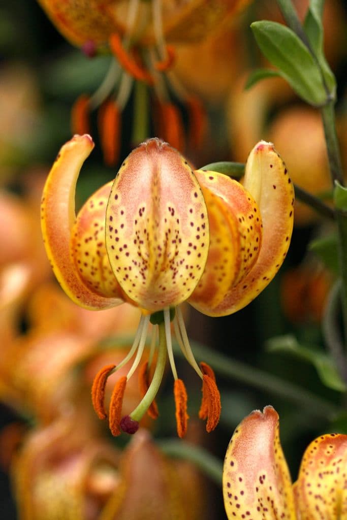 Lilium Peppard Gold