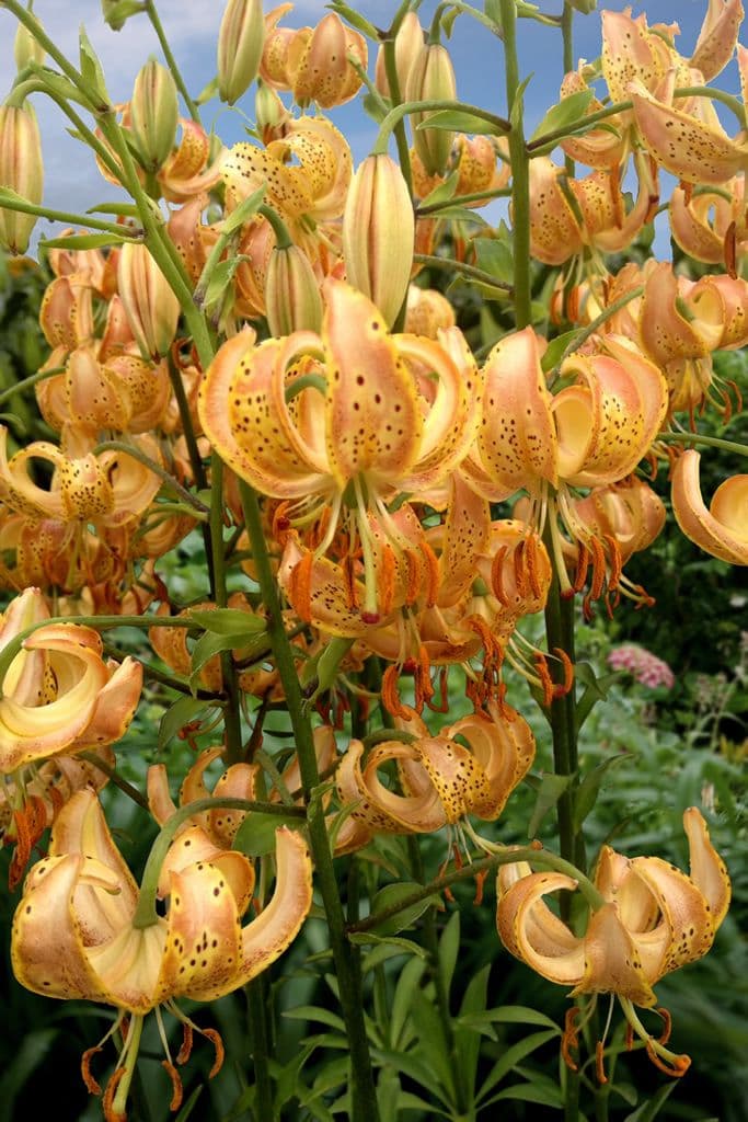 Lilium Peppard Gold