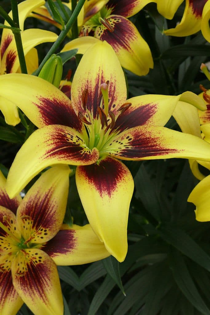 Lilium Pieton