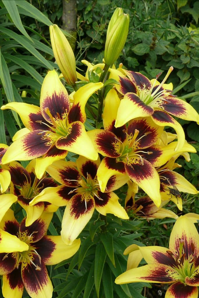 Lilium Pieton