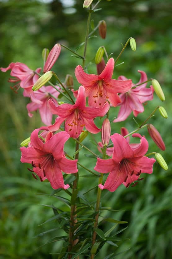 Lilium Pink Flight