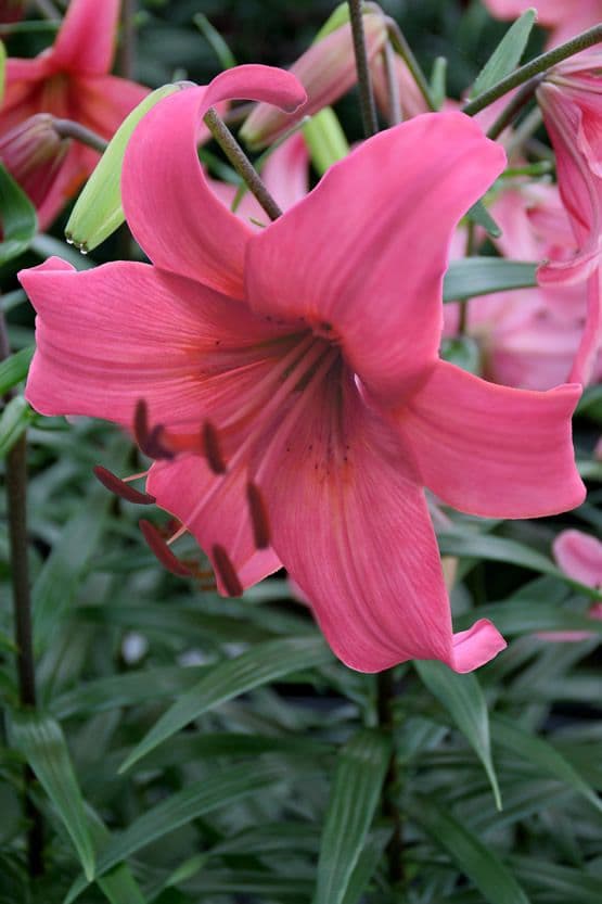 Lilium Pink Flight