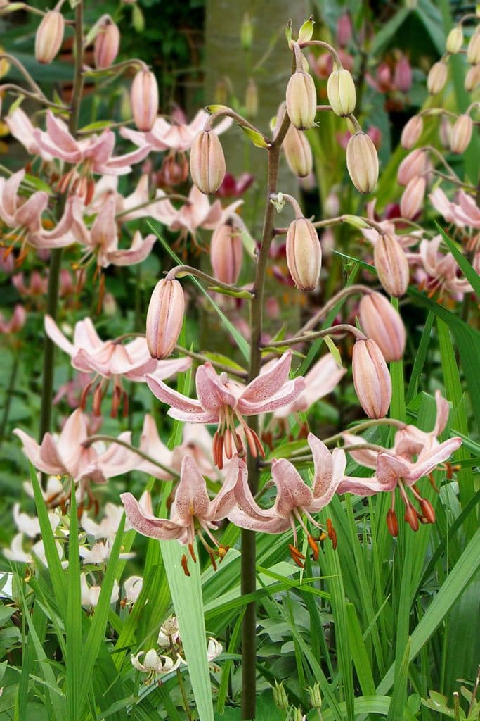 Lilium Pink Morning