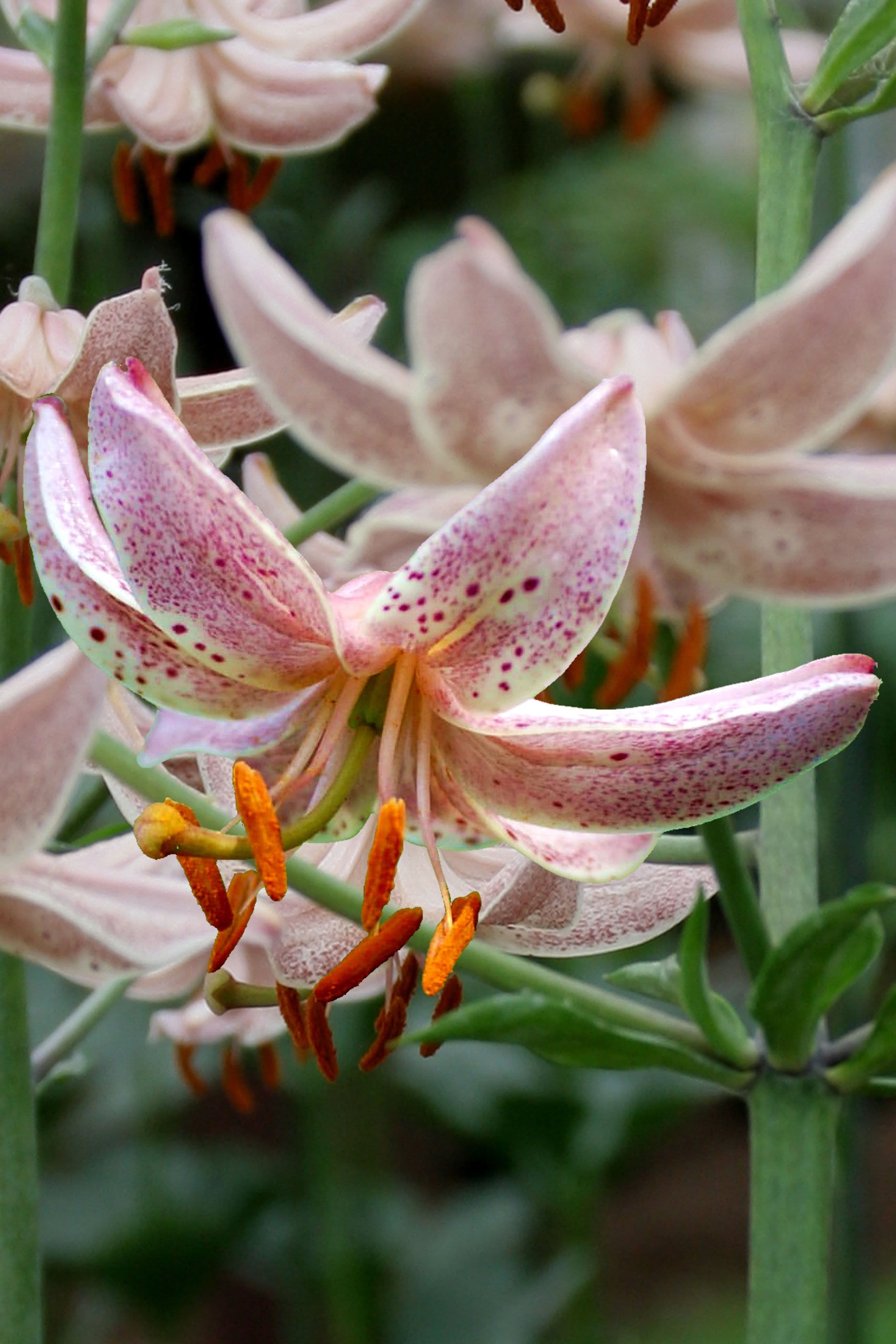 Lilium Pink Morning