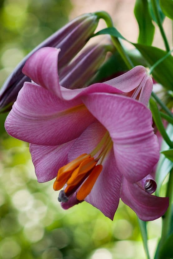 Lilium Pink Perfection
