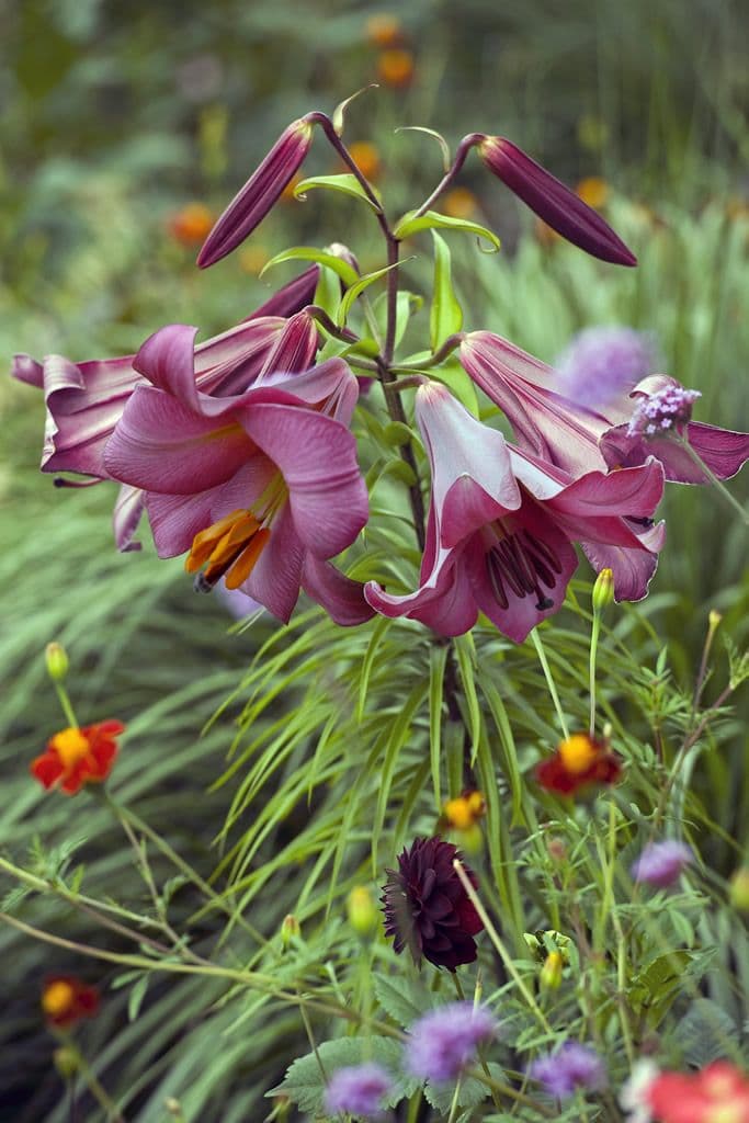 Lilium Pink Perfection