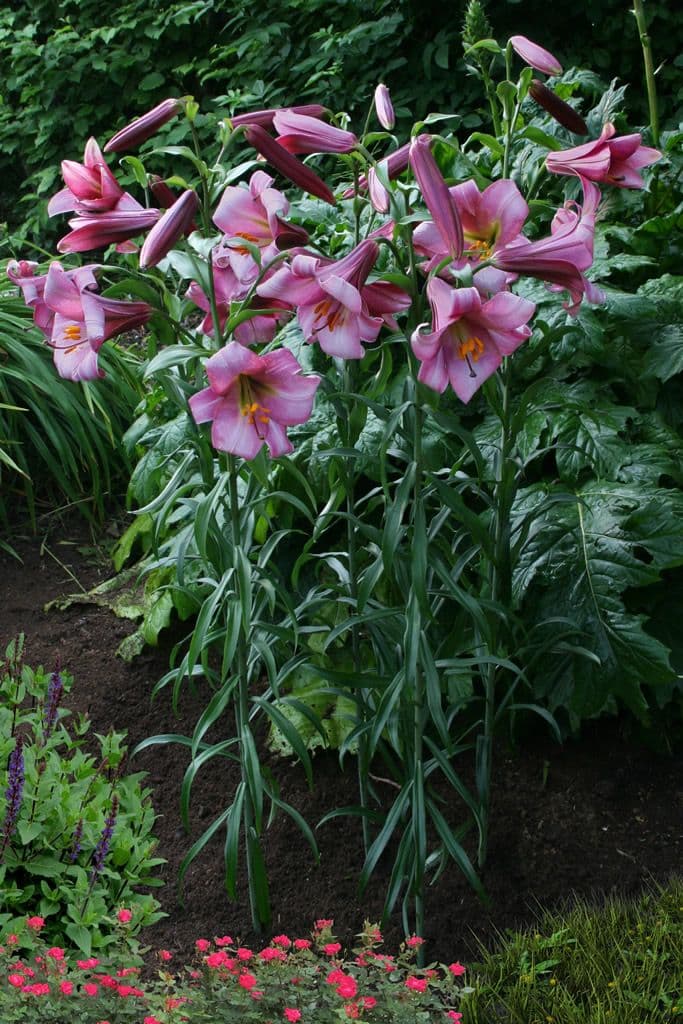 Lilium Pink Perfection