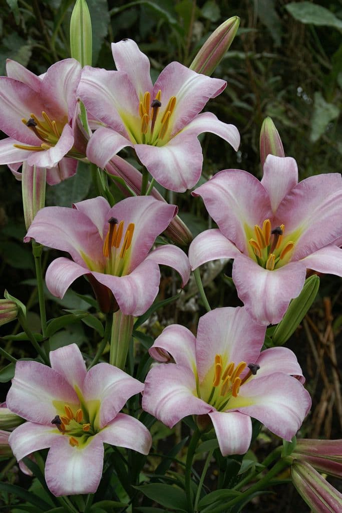 Lilium Pink Planet