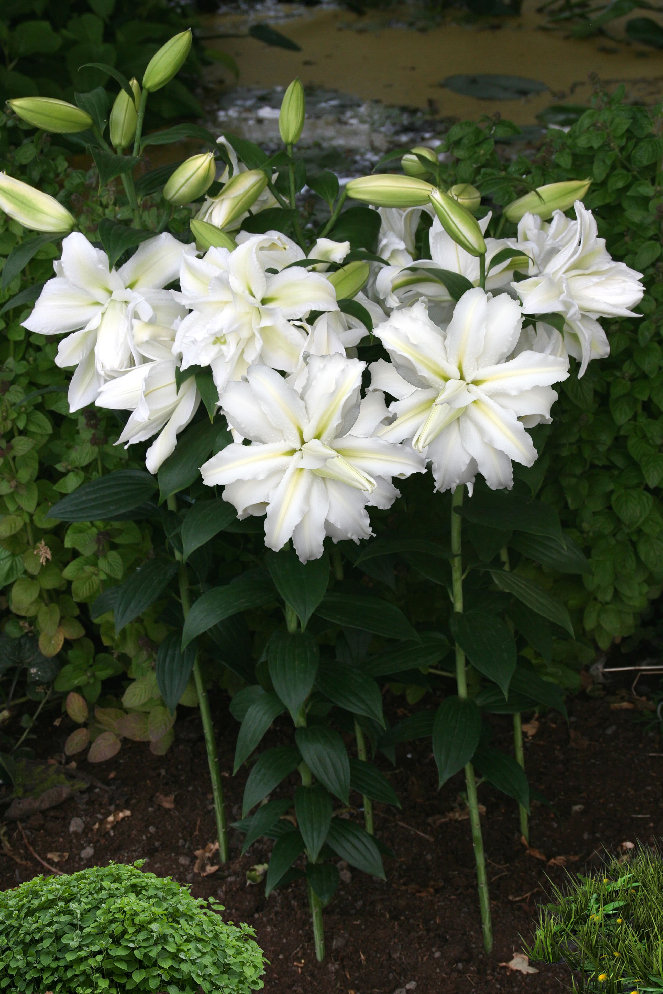 Lilium Polar Star
