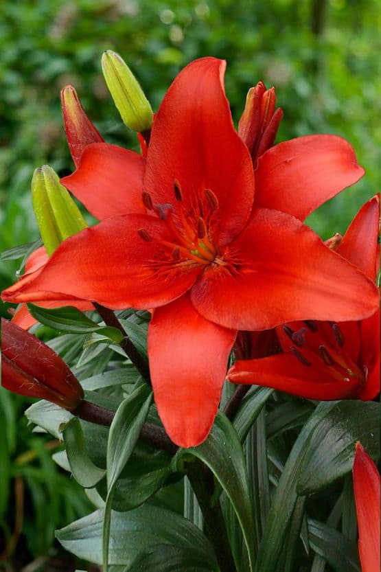 Lilium Prunotto