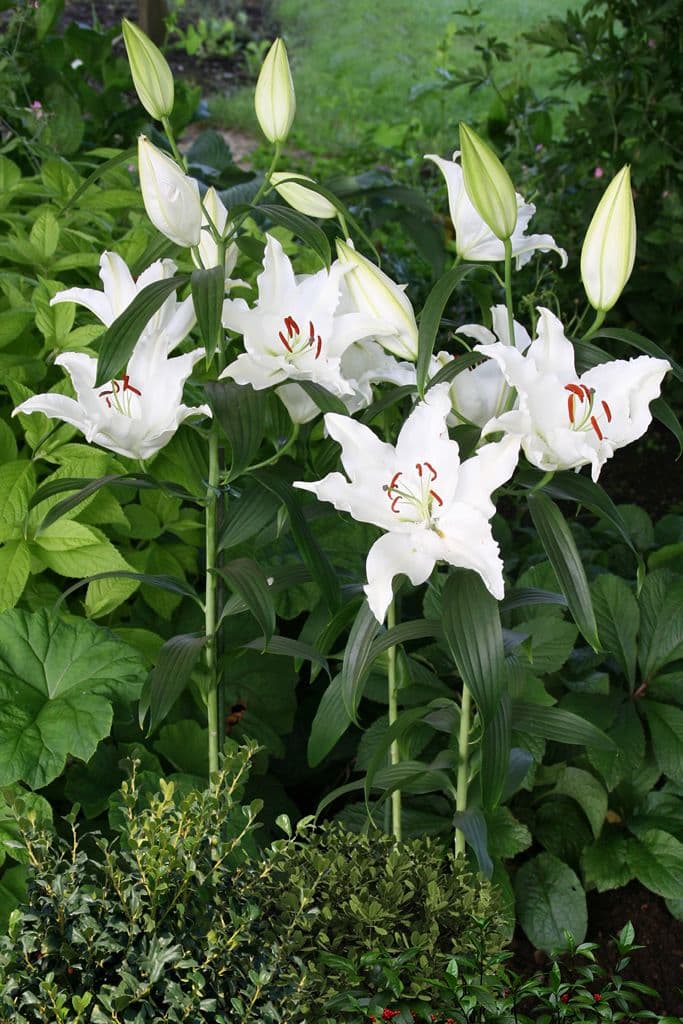 Lilium Puresse