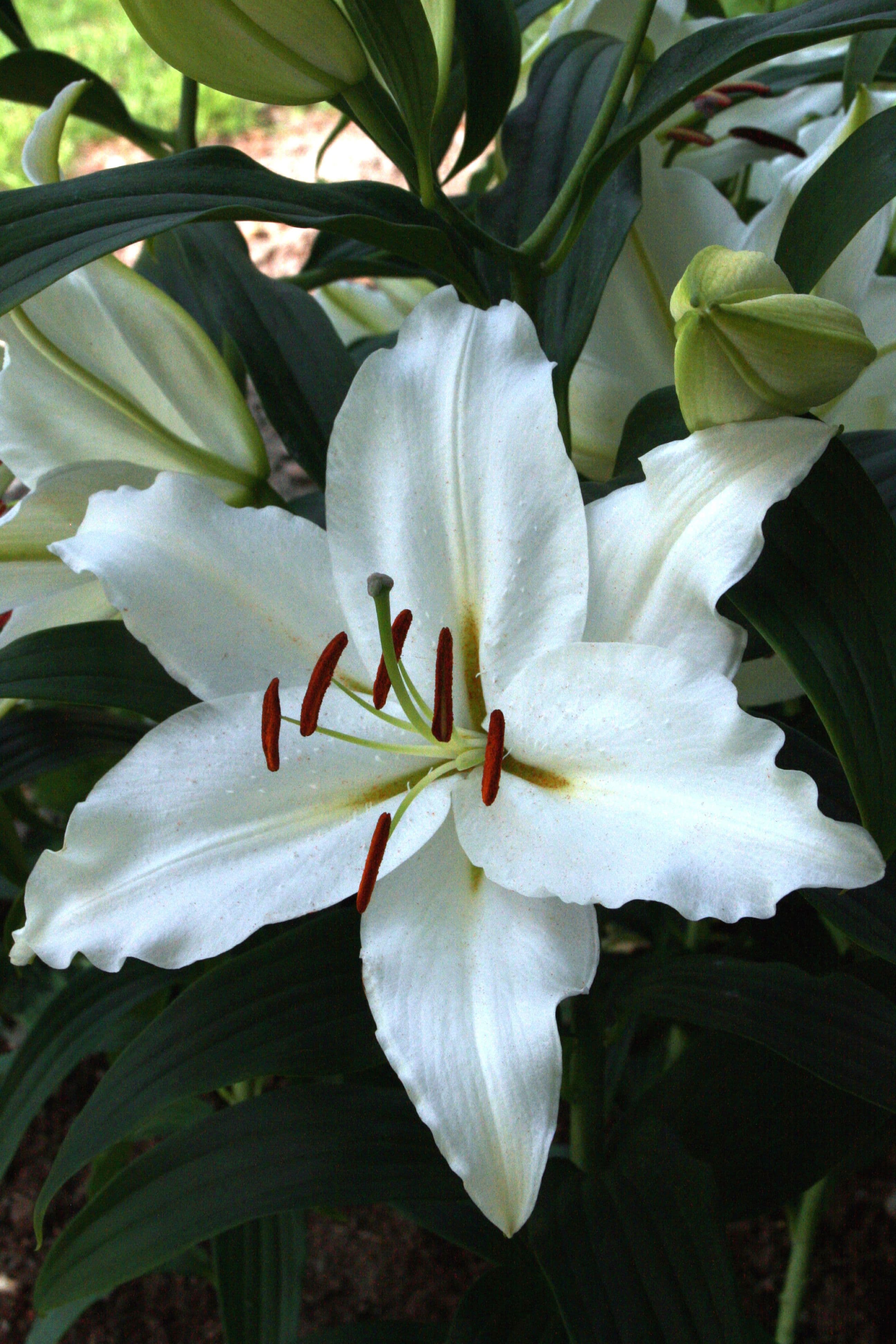 Lilium Puresse